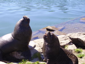 Sea lions at Valdivia