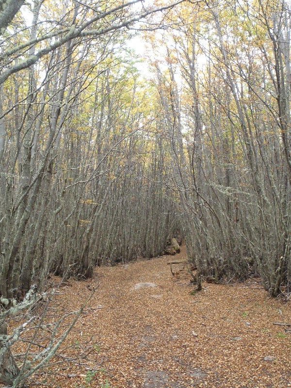 Woodland walk, Cerro Del Medio