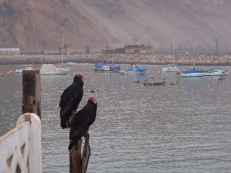 Sea side vultures Arica