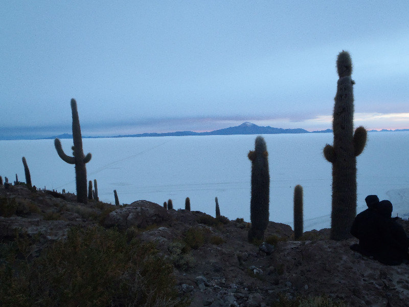 Cactus on Incahuasi