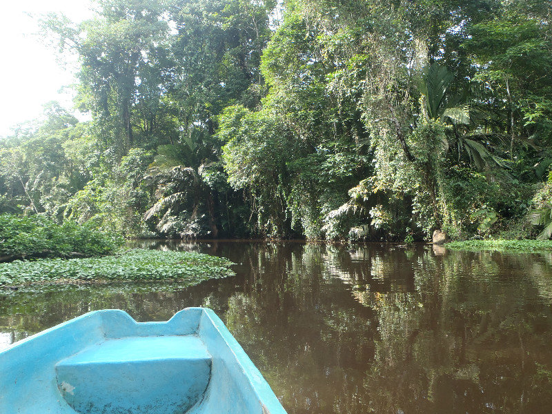 Canoe tour Tortuguero