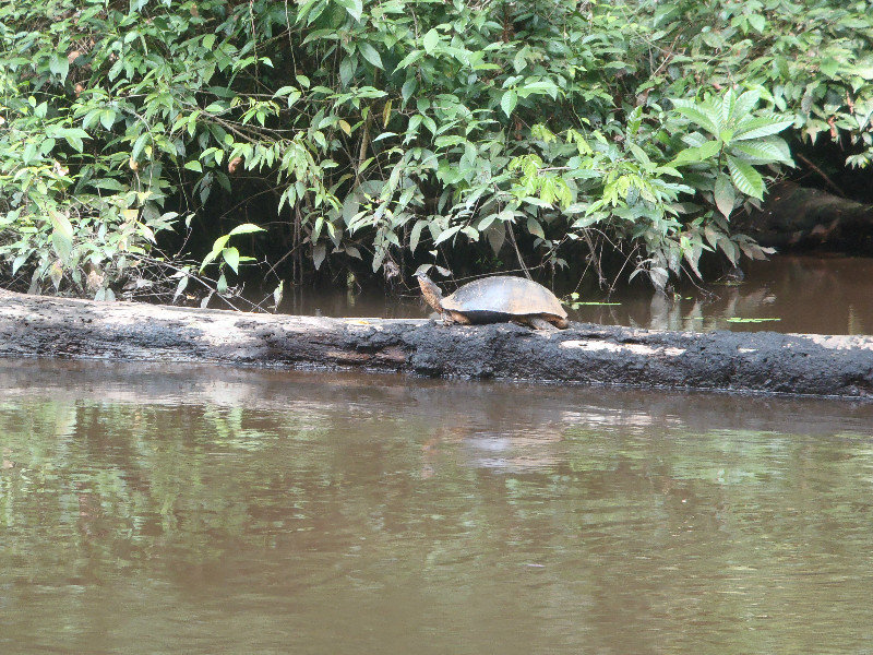 River turtle
