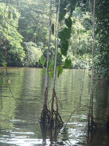 Canoe Tour Tortuguero