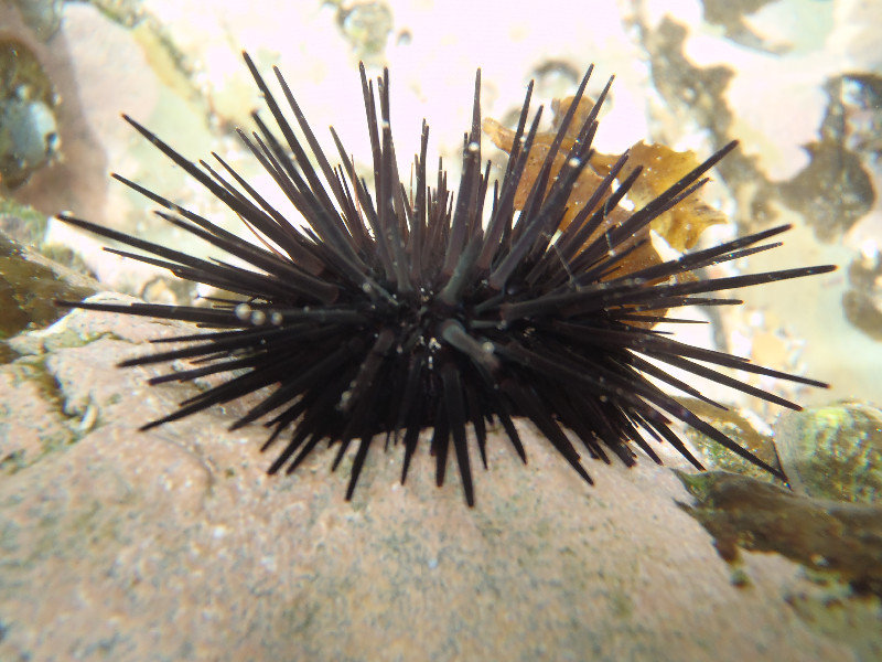 Rock pool urchin