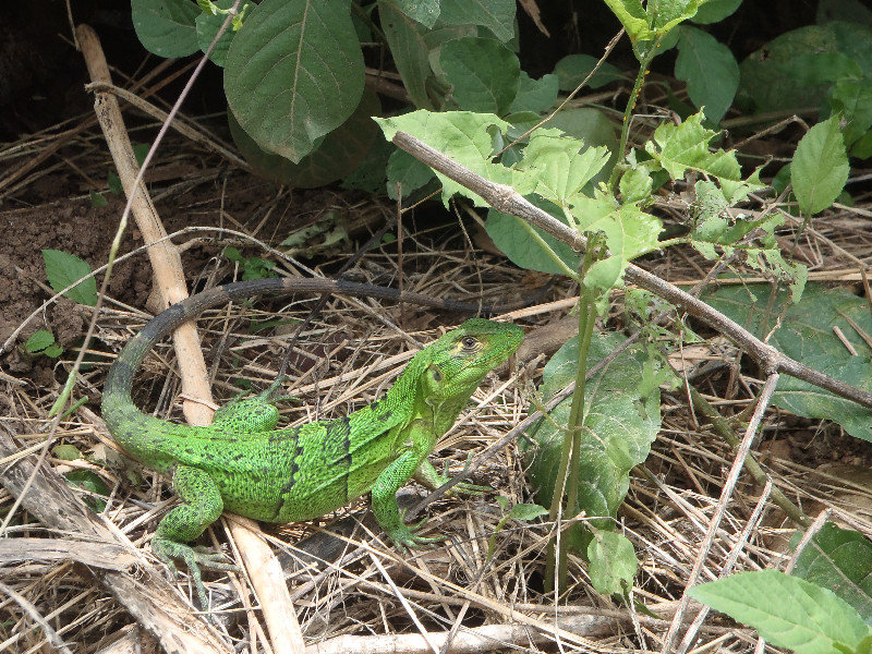 Nice green lizard