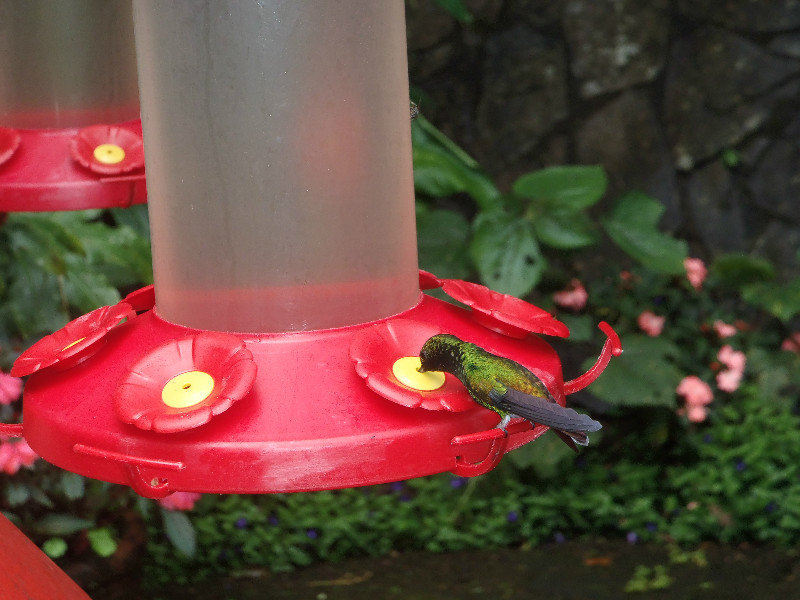 Humming bird, Monteverde