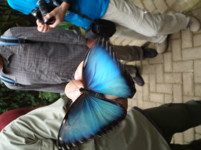 Blue Morpho butterfly, Monteverde