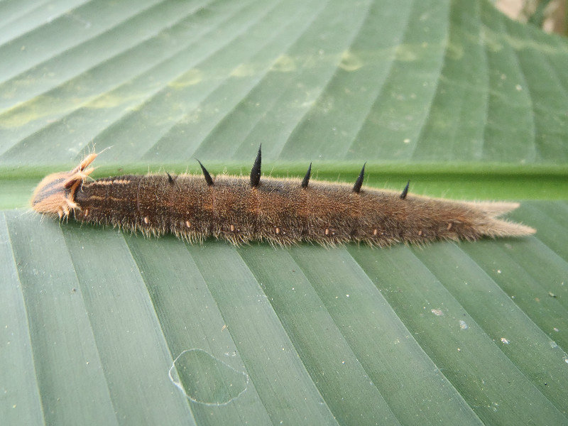 Caterpillar, Monteverde