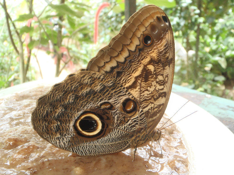 Butterfly, Monteverde