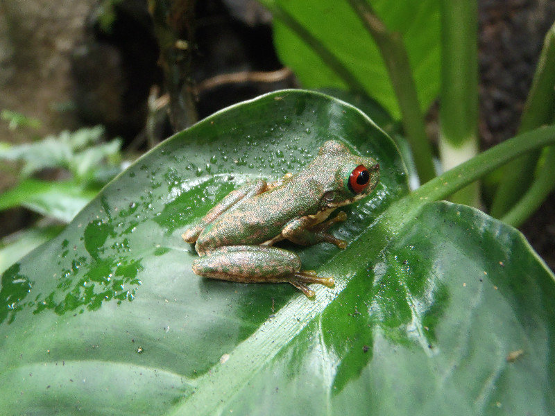 This frog is only found in Costa Rica