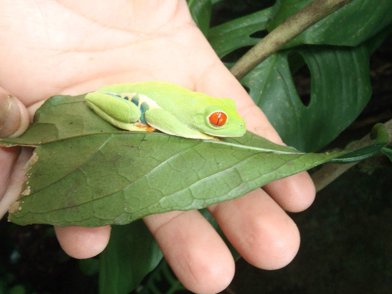 Tree Frog, Monteverde