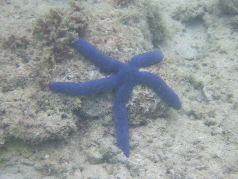 Lots of blue star fish