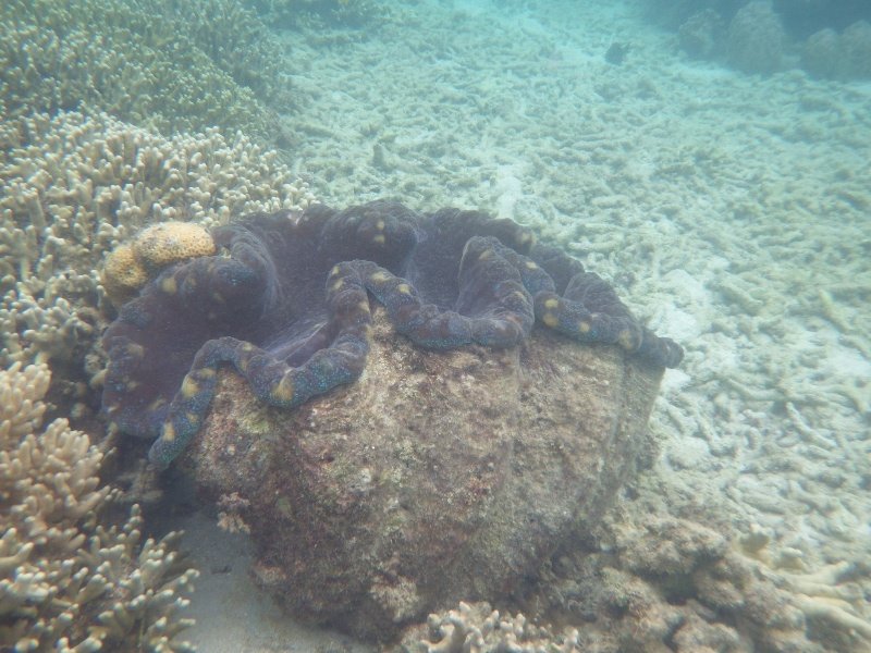 Giant clam - whole field of them!