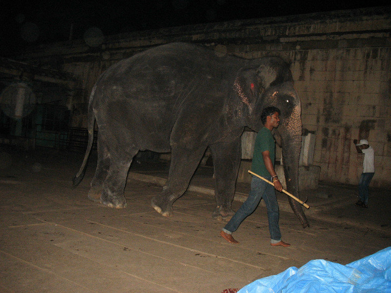 Tempelelefant in Hampi