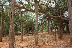 Banyam Tree in Auroville