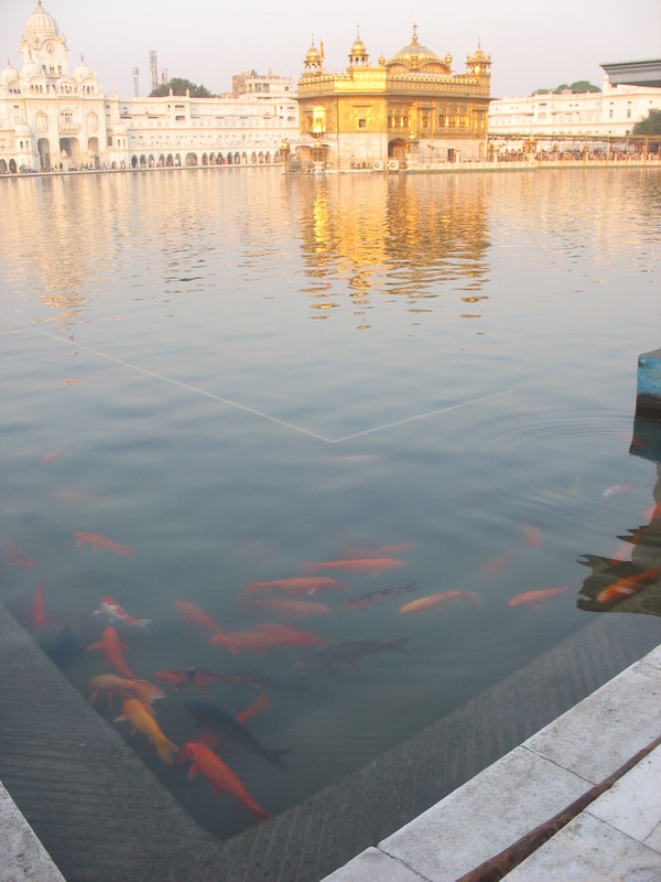 Fische im heiligen Teich