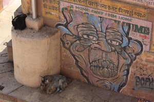 Ziegenbock und Graffiti in Varanasi