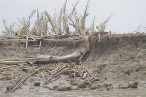 The dead litter the waterways...Cholera outbreaks are rampant in the Irawady delta region