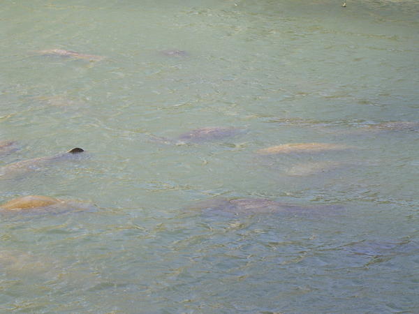 Manatee Viewing Centre