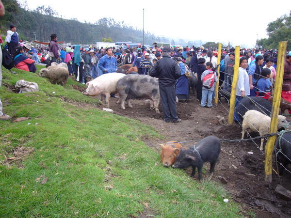 Otavalo Livestock Markets