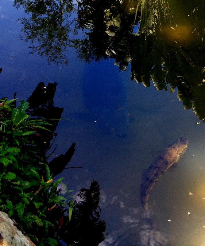 Botanical Gardens Big Fish