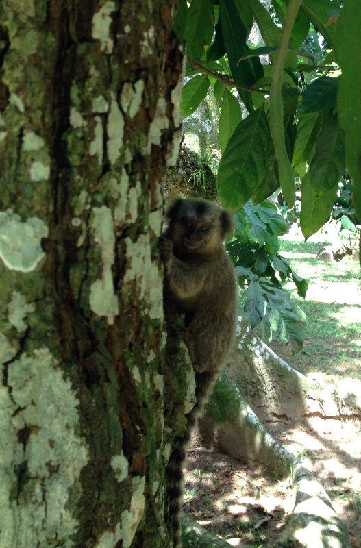 Botanical Gardens Monkey Face