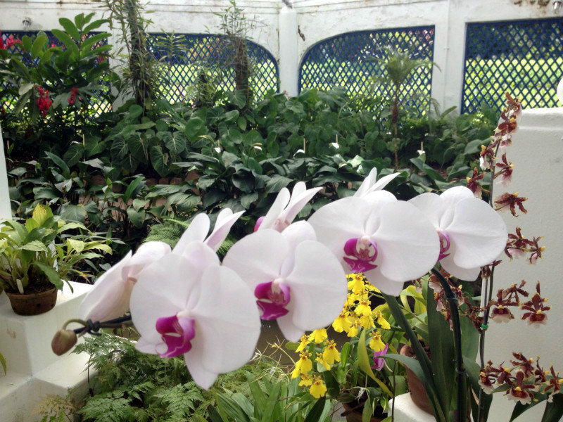 Botanical Gardens Orchids