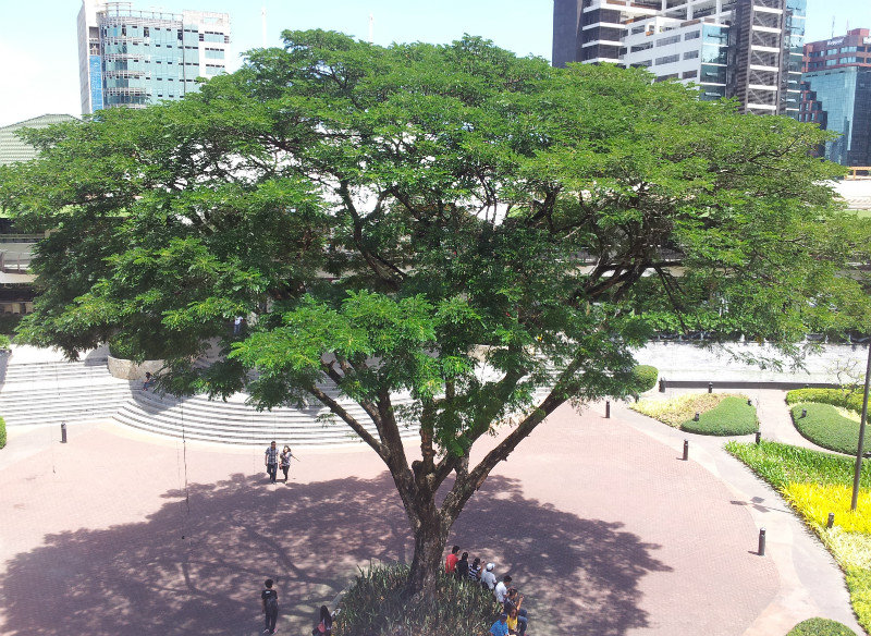 Tree in Ayala Center