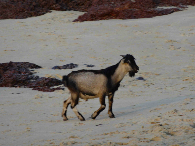 Beach Goats
