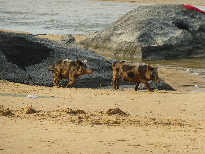 More beach pigs