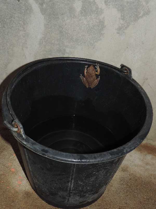 ein Frosch im Bad