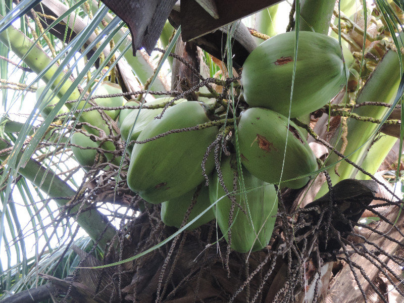 Kokosnüsse direkt zum Ernten von unserem Balkon aus