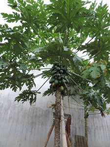 ein Papayabaum
