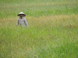 ein Arbeiter im Reisfeld