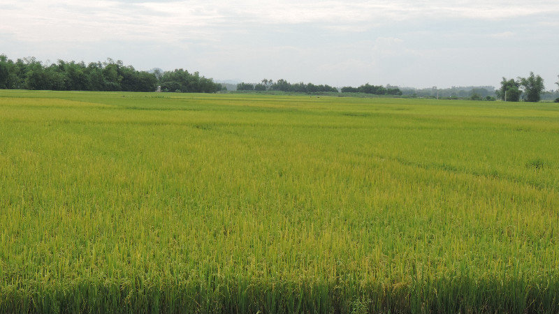 ein Reisfeld
