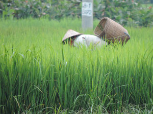 eine Arbeiterin im Reisfeld