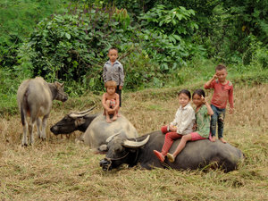 die Kinder "spielen" mit den Büffel