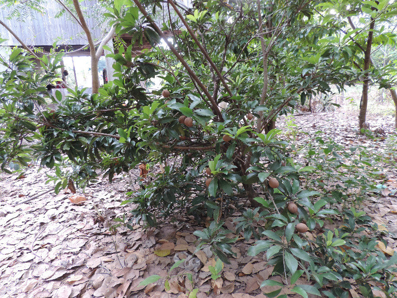 ein Sapotillbaum