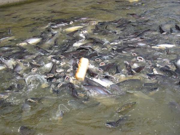 Catfish feeding frenzy