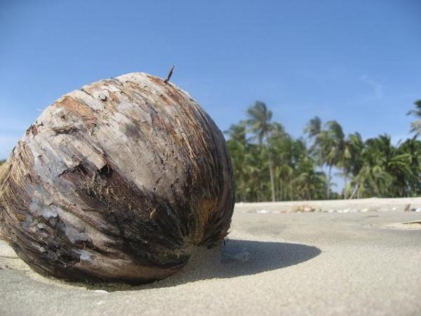 Coconut On The Beach!