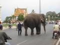 Elephant in the street