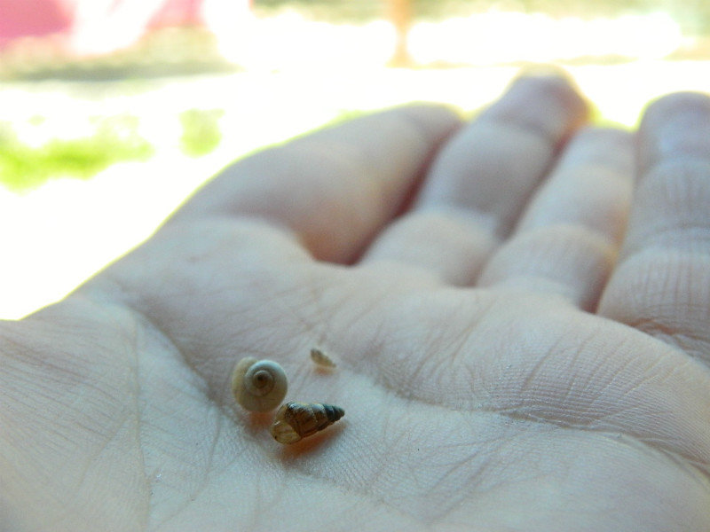 tiny portugese shells