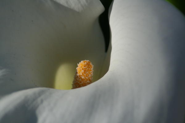 Photo 3 Calla Lilly Detail