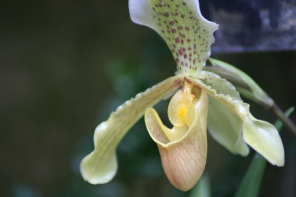 Photo 8 Orchid