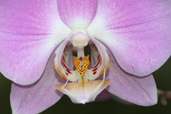 Photo 9 Orchid