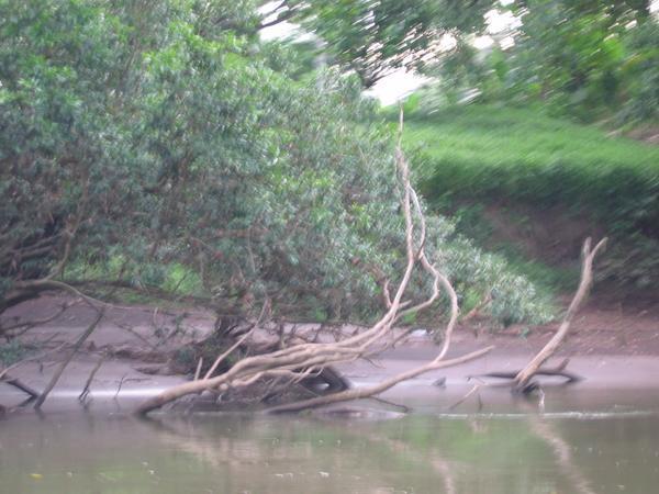 Sarapiki River 