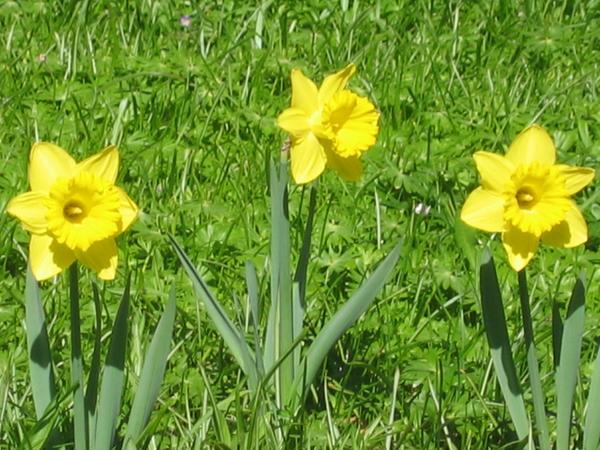 Three little daffodils