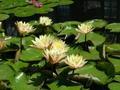 A group of Water Lillies