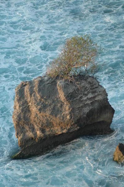 tree on a rock in the ocean