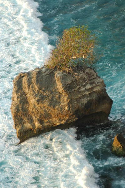 tree on a rock in the ocean